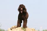 GRAND CANICHE 139